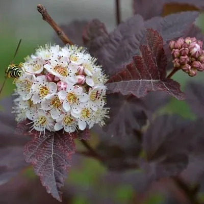 Пузыреплодник  Пузыреплодник в Пензе