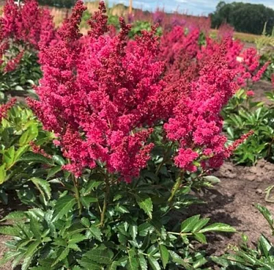 Астильба ЛАКИ ДЕЙ Арендса в Пензе