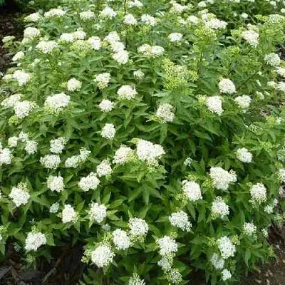 Спирея АЛЬБИФЛОРА японская  Спирея АЛЬБИФЛОРА японская в Пензе