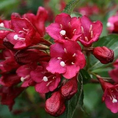 Вейгела ЕВА РАТКЕ  Вейгела ЕВА РАТКЕ в Пензе