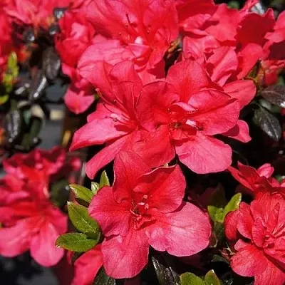 Азалия МАРУШКА японская  Азалия МАРУШКА японская в Пензе