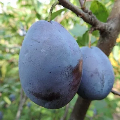 Слива АМЕРС  Слива АМЕРС в Пензе