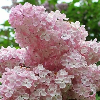 Сирень ВЕЧЕРНИЙ ЗВОН  Сирень ВЕЧЕРНИЙ ЗВОН в Пензе