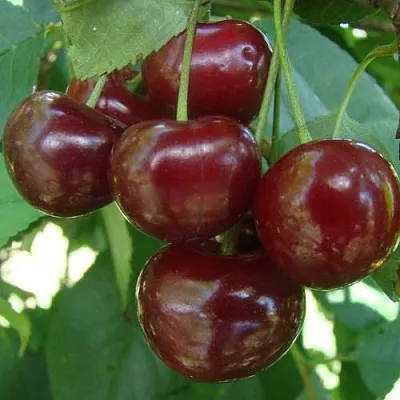 Дюк КОРМИЛИЦА  Дюк КОРМИЛИЦА в Пензе