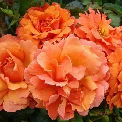 Саженцы роз БРИДЖ ОФ САЙЗ плетистая  Саженцы роз БРИДЖ ОФ САЙЗ плетистая в Пензе