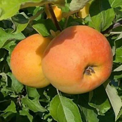 Яблоня АНТОНОВКА ЗОЛОТАЯ  Яблоня АНТОНОВКА ЗОЛОТАЯ в Пензе