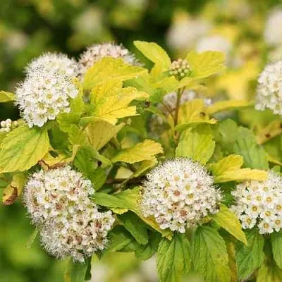 Пузыреплодник АНГЕЛ ГОЛД  Пузыреплодник АНГЕЛ ГОЛД в Пензе