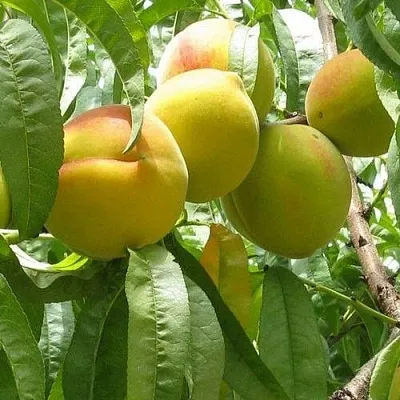 Персик СЕЯНЕЦ СТАРКА  Персик СЕЯНЕЦ СТАРКА в Пензе