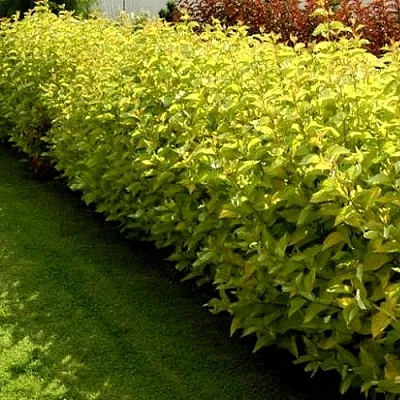 Комплект ДАРТС ГОЛД в Пензе