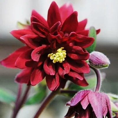 Аквилегия РУБИ ПОРТ обыкновенная в Пензе