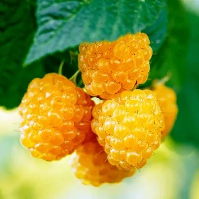 Малина МЕДОВАЯ в Пензе