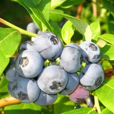 Голубика ЭЛИЗАБЕТ — описание сорта Голубика ЭЛИЗАБЕТ в Пензе