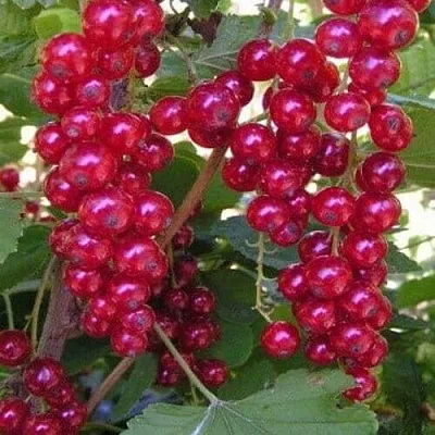 Смородина красная ПУРПУРНАЯ  Смородина красная ПУРПУРНАЯ в Пензе