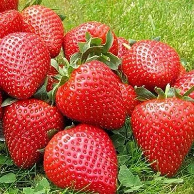 Клубника ЭЛИАНЕ  Клубника ЭЛИАНЕ в Пензе