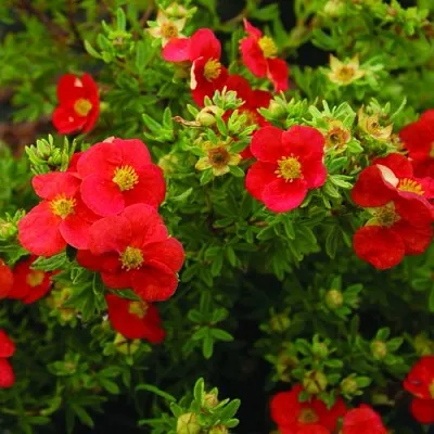 Лапчатка РЕД АЙС кустарниковая  Лапчатка РЕД АЙС кустарниковая в Пензе