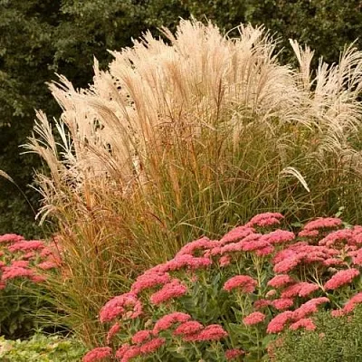 Злаки в Пензе