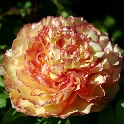 Пион ЗОЛОТАЯ РОССЫПЬ древовидный в Пензе