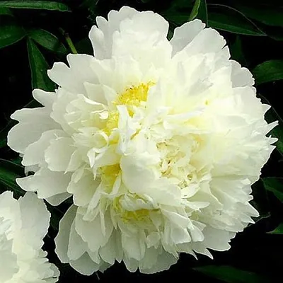 Пион ЗОЛОТОЙ ОРЕОЛ травянистый  Пион ЗОЛОТОЙ ОРЕОЛ травянистый в Пензе