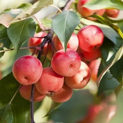 Яблоня ВИШНЕПЛОДНАЯ декоративная  Яблоня ВИШНЕПЛОДНАЯ декоративная в Пензе