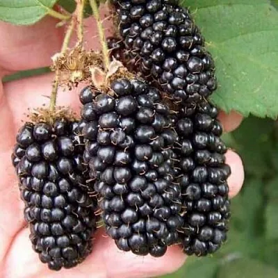 Ежевика ЛОХ НЕСС бесшипная  Ежевика ЛОХ НЕСС бесшипная в Пензе