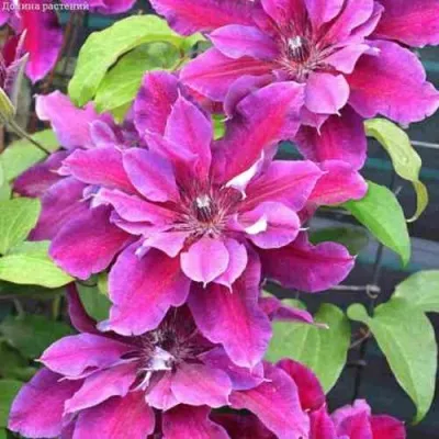 Клематис МАЙ БЬЮТИ — описание сорта Клематис МАЙ БЬЮТИ в Пензе