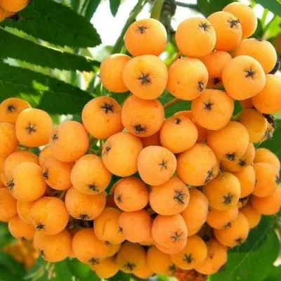 Рябина НЕВЕЖИНСКАЯ ЖЕЛТАЯ сладкоплодная — описание сорта Рябина НЕВЕЖИНСКАЯ ЖЕЛТАЯ сладкоплодная в Пензе