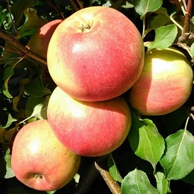 Яблоня ЭМБАССИ  Яблоня ЭМБАССИ в Пензе