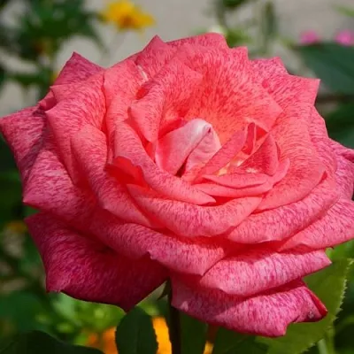 Саженцы роз ПЬЕР КАРДЕН чайно-гибридная  Саженцы роз ПЬЕР КАРДЕН чайно-гибридная в Пензе