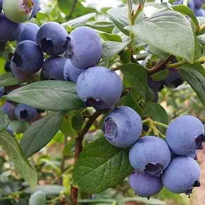 Голубика ХАРРИСОН  Голубика ХАРРИСОН в Пензе