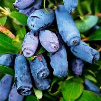 Жимолость съедобная ВОЛХОВА в Пензе