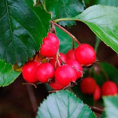 Боярышник ЛЮДМИЛ  Боярышник ЛЮДМИЛ в Пензе