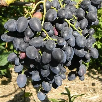 Виноград НАДЕЖДА АЗОС  Виноград НАДЕЖДА АЗОС в Пензе