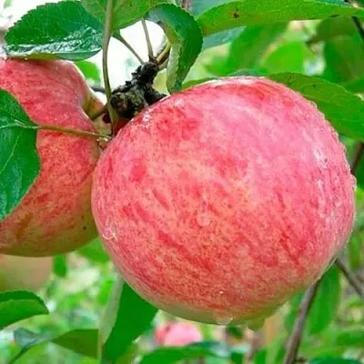 Яблоня КОРИЧНОЕ ПОЛОСАТОЕ  Яблоня КОРИЧНОЕ ПОЛОСАТОЕ в Пензе