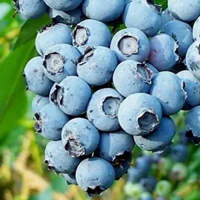 Голубика БРИГИТТА БЛЮ  Голубика БРИГИТТА БЛЮ в Пензе