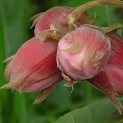 Фундук АКАДЕМИК ЯБЛОКОВ в Пензе