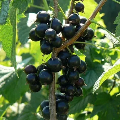 Смородина черная ВОЛОГДА  Смородина черная ВОЛОГДА в Пензе