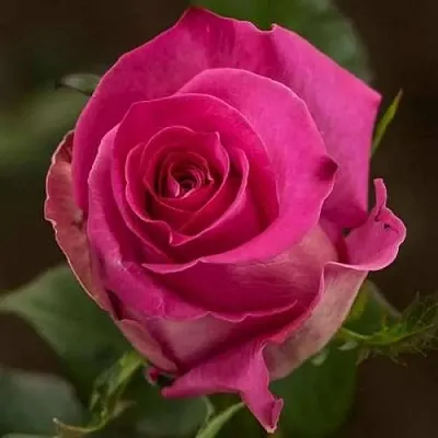 Саженцы роз ТОПАЗ чайно-гибридная  Саженцы роз ТОПАЗ чайно-гибридная в Пензе