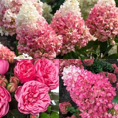 Комплект МАЛИНОВЫЙ ДЕСЕРТ в Пензе