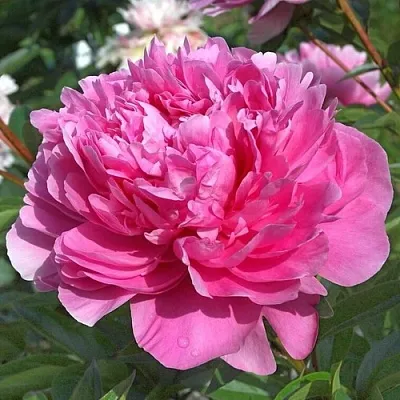 саженцы пиона саженцы пиона