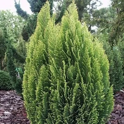 Кипарисовик ЭЛВУДИ ЭМПАЙР лавсана в Пензе