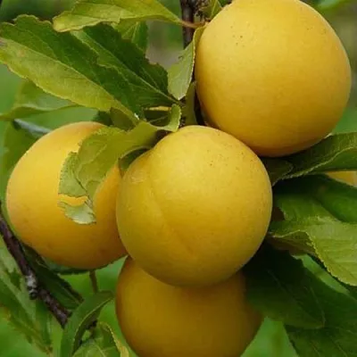 Слива СОЛНЫШКО  Слива СОЛНЫШКО в Пензе