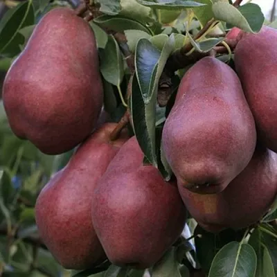 Груша РЕД ВИЛЬЯМС  Груша РЕД ВИЛЬЯМС в Пензе