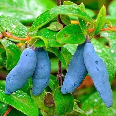 Жимолость съедобная МОРЕНА в Пензе