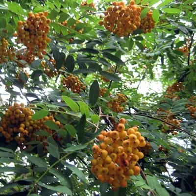 Рябина НЕВЕЖИНСКАЯ ЖЕЛТАЯ сладкоплодная — описание сорта Рябина НЕВЕЖИНСКАЯ ЖЕЛТАЯ сладкоплодная в Пензе