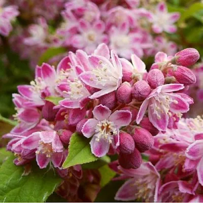 Дейция СТРОБЕРРИ ФИЛДС   Дейция СТРОБЕРРИ ФИЛДС  в Пензе