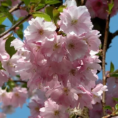 Вишня АККОЛЕЙД цветущая в Пензе