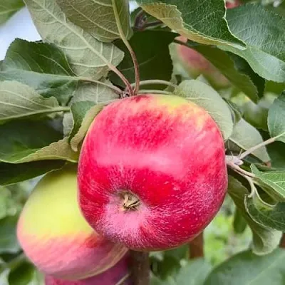 Яблоня АРБАТ колонновидная  Яблоня АРБАТ колонновидная в Пензе