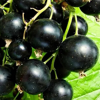 Смородина черная ДАЧНИЦА  Смородина черная ДАЧНИЦА в Пензе