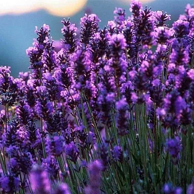 Лаванда  Лаванда в Пензе