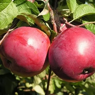 Яблоня ДАРУНАК  Яблоня ДАРУНАК в Пензе